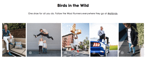 Allbirds user generated pictures DTC website