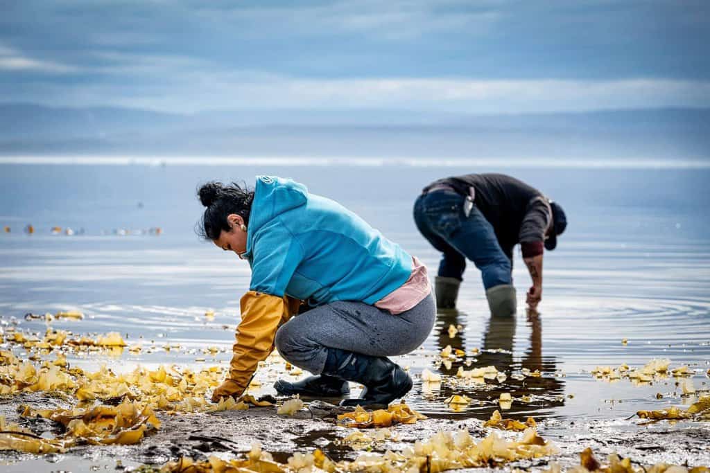 Photograph of Bernice and Justin Clarke, founders of UasaU soap, bent over, side by side foraging for lichen in Nunavut.