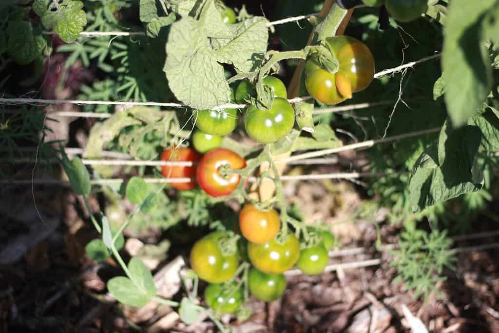photograph of cherry tomatoes on a vine, growing in a garden