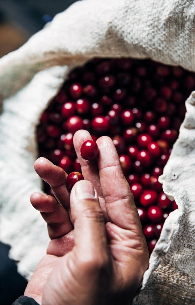 hand-holding-freshly-picked-beans