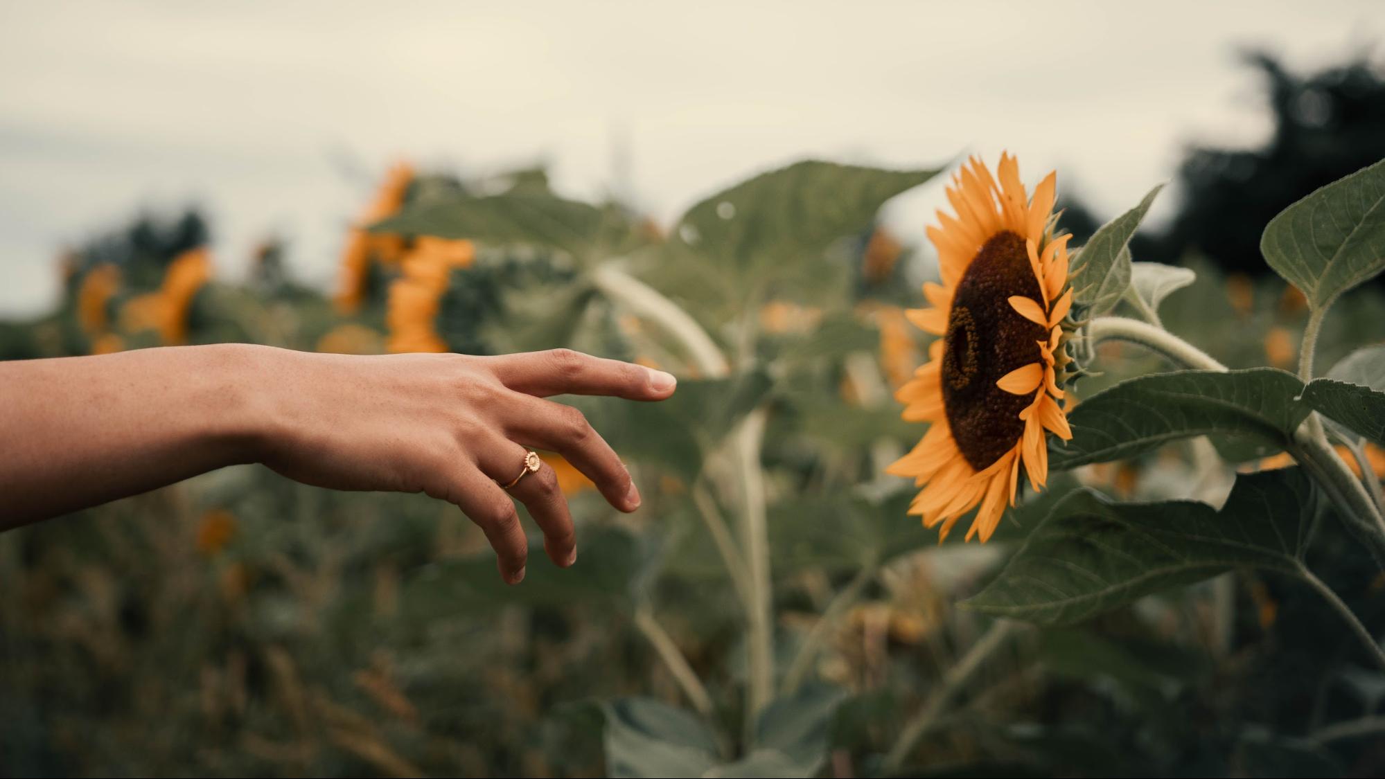 A hand wearing a ring from Nominal backdropped against a field of sunflowers.