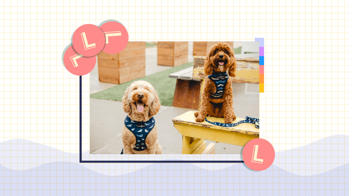 how-lucy-and-co.-built-a-pawsome-community-of-dog-lovers