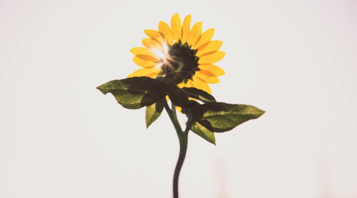 A sunflower showcasing the beauty of nature, perfect for marketing and DTC in ecommerce.