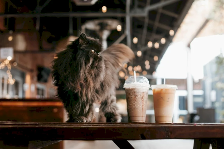 19-top-pet-influencers-for-2023