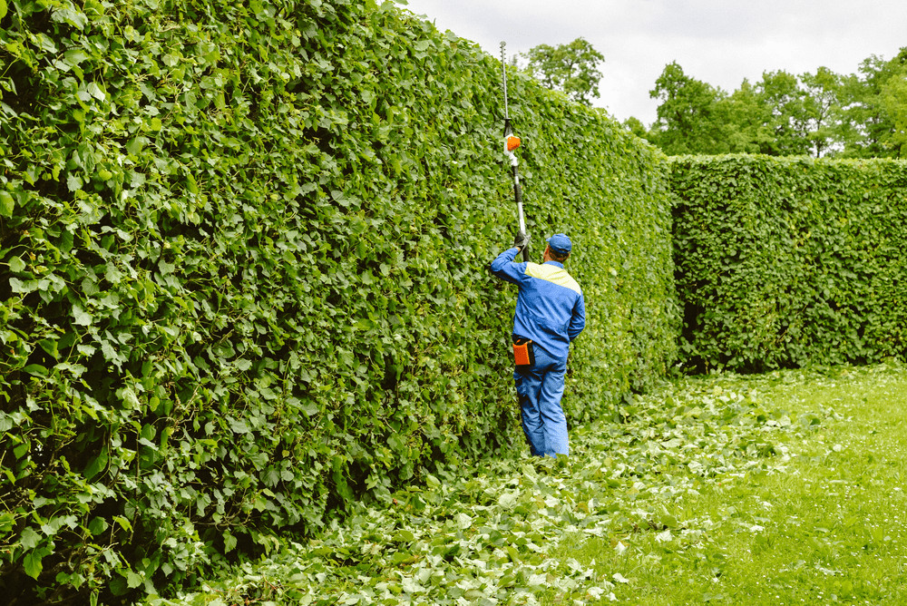 A person in blue workwear uses a long hedge trimmer for effective trimming of a tall, dense green hedge, with cut leaves scattered on the ground.