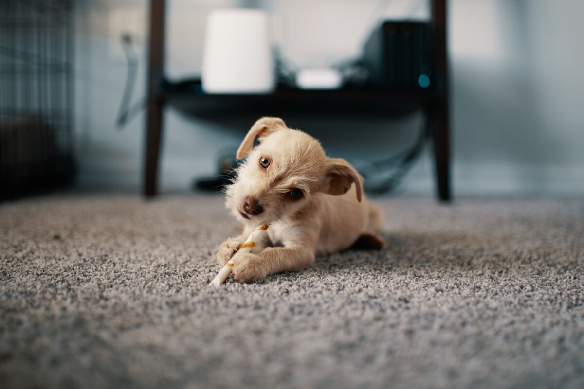 A small dog is contentedly chewing on a bone while lying on a freshly cleaned carpet, with a shelf and some electronics visible in the background. This scene demonstrates the importance of carpet cleaning for customer satisfaction.