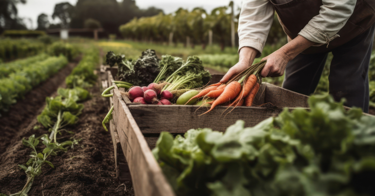 A man harvesting organic produce in a wooden box on a farm.