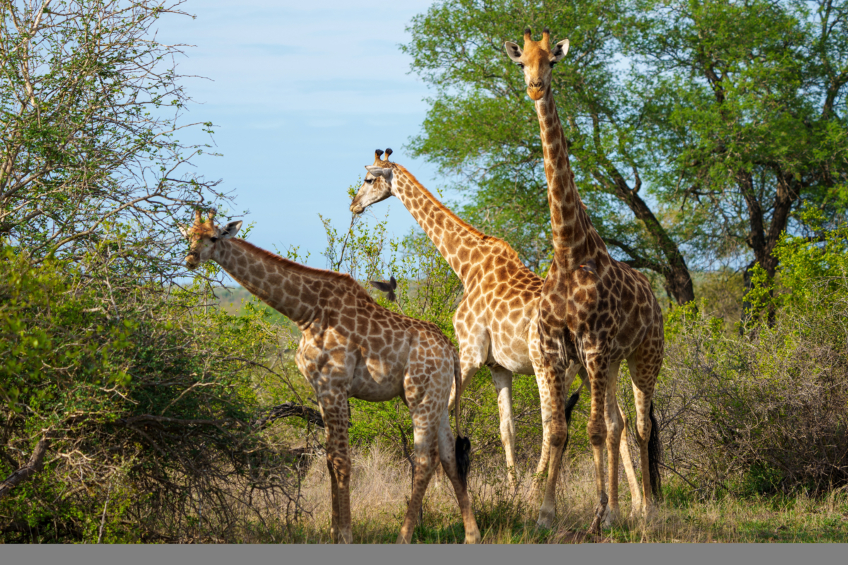 Three giraffes standing in a green, bushy landscape under a blue sky showcase the untamed beauty of South African safaris.