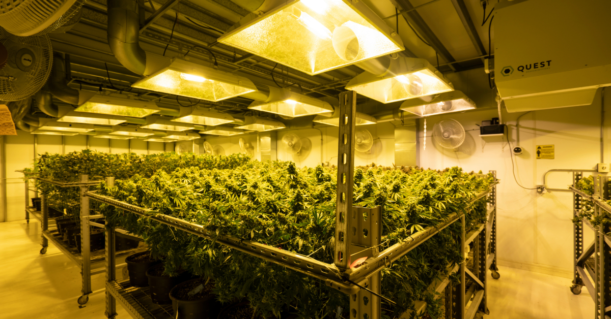 Indoor cannabis cultivation facility with organized rows of plants thriving under bright grow lights—a key feature of a successful cannabis business.