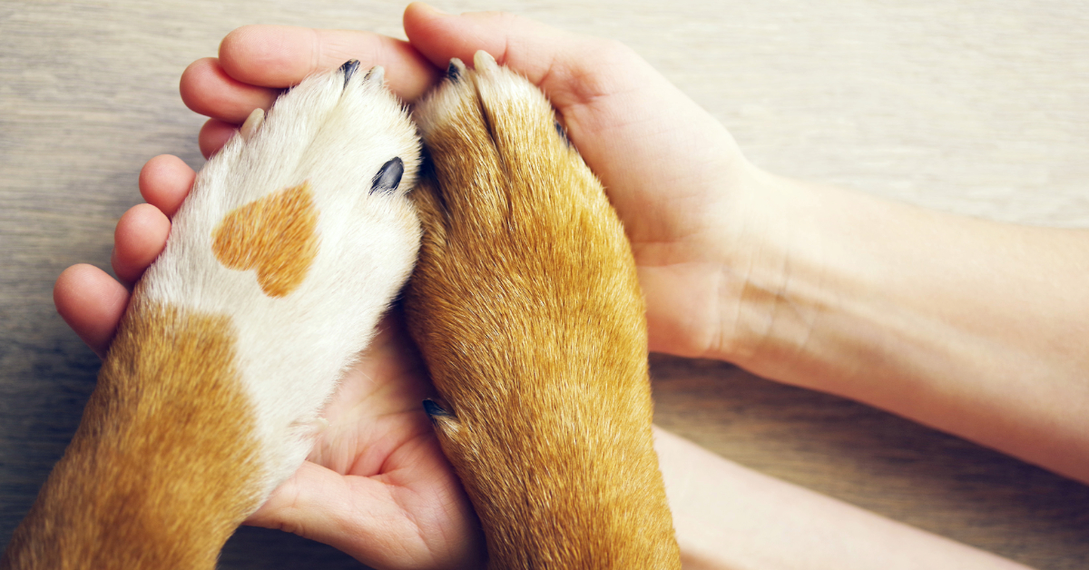 Two human hands gently hold two dog paws, one adorned with a heart-shaped patch. This tender moment highlights the importance of selecting coverage that considers all factors for your pet's unique needs, ensuring they're protected just like family.