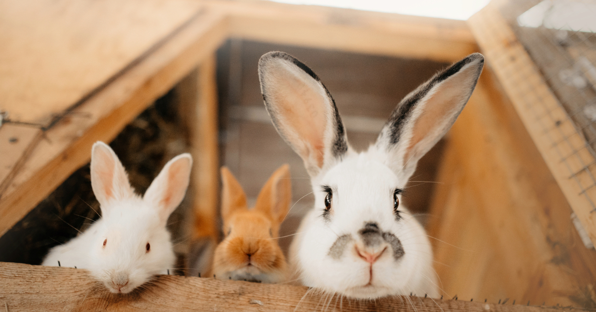 Three playful rabbits peek over a wooden ledge inside the structure, their curiosity rivaling that of chinchillas exploring their surroundings.