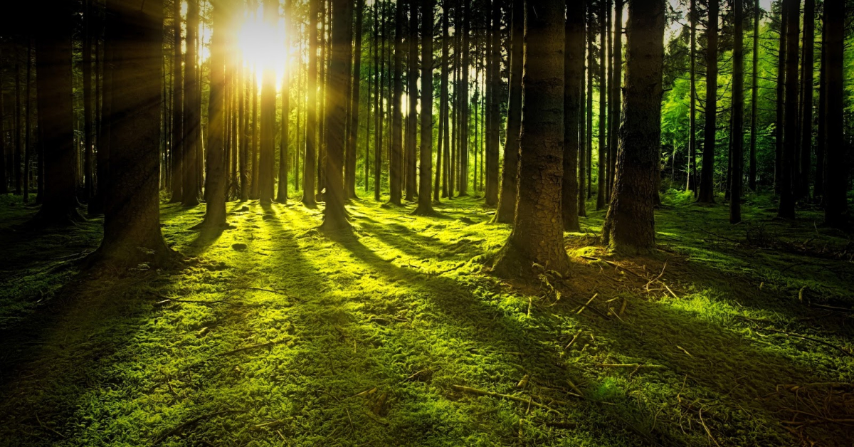 Sunlight streams through a dense forest, casting long shadows on the moss-covered ground, reminiscent of Greentech Software's successful implementations in optimizing natural light.