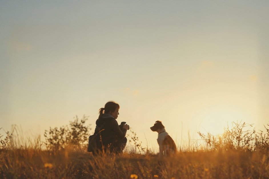 top-animal-influencers-of-2025:-pet-families-&-multi-pet-content-creators