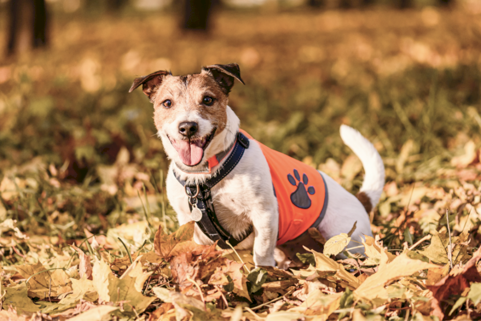 unpacking-the-data-behind-the-custom-pet-merchandise-boom